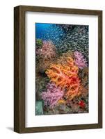 large school of glassfish swimming over colourful corals-alex mustard-Framed Photographic Print