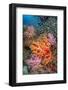 large school of glassfish swimming over colourful corals-alex mustard-Framed Photographic Print