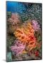 large school of glassfish swimming over colourful corals-alex mustard-Mounted Photographic Print