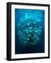 Large school of Munk's devil rays aggregating, Mexico-Franco Banfi-Framed Photographic Print