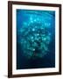 Large school of Munk's devil rays aggregating, Mexico-Franco Banfi-Framed Photographic Print