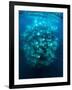 Large school of Munk's devil rays aggregating, Mexico-Franco Banfi-Framed Photographic Print