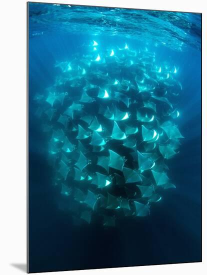 Large school of Munk's devil rays aggregating, Mexico-Franco Banfi-Mounted Photographic Print