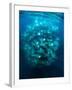 Large school of Munk's devil rays aggregating, Mexico-Franco Banfi-Framed Photographic Print