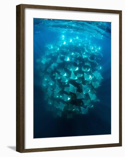 Large school of Munk's devil rays aggregating, Mexico-Franco Banfi-Framed Photographic Print