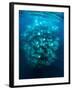 Large school of Munk's devil rays aggregating, Mexico-Franco Banfi-Framed Photographic Print