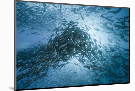 Large School of Rudderfish Laying Eggs in Open Water (Kyphosus Cinerascens)-Reinhard Dirscherl-Mounted Photographic Print