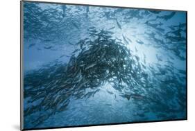 Large School of Rudderfish Laying Eggs in Open Water (Kyphosus Cinerascens)-Reinhard Dirscherl-Mounted Photographic Print