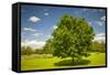 Large Single Maple Tree on Sunny Summer Day in Green Field with Blue Sky-elenathewise-Framed Stretched Canvas
