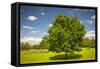 Large Single Maple Tree on Sunny Summer Day in Green Field with Blue Sky-elenathewise-Framed Stretched Canvas