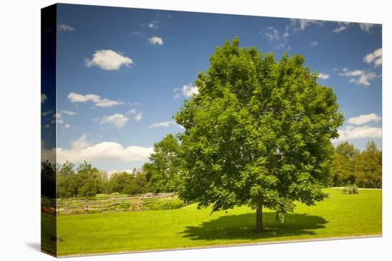 Large Single Maple Tree on Sunny Summer Day in Green Field with Blue Sky-elenathewise-Stretched Canvas