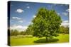 Large Single Maple Tree on Sunny Summer Day in Green Field with Blue Sky-elenathewise-Stretched Canvas