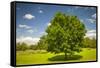 Large Single Maple Tree on Sunny Summer Day in Green Field with Blue Sky-elenathewise-Framed Stretched Canvas