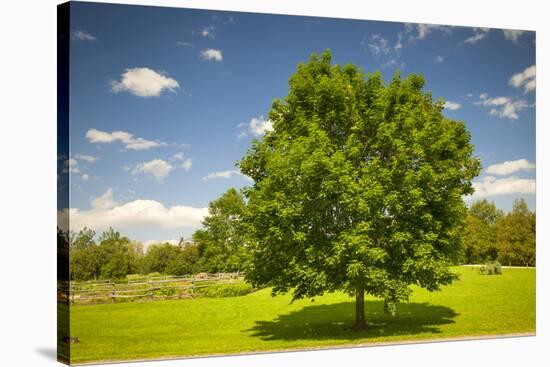 Large Single Maple Tree on Sunny Summer Day in Green Field with Blue Sky-elenathewise-Stretched Canvas