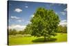 Large Single Maple Tree on Sunny Summer Day in Green Field with Blue Sky-elenathewise-Stretched Canvas
