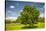 Large Single Maple Tree on Sunny Summer Day in Green Field with Blue Sky-elenathewise-Stretched Canvas