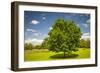 Large Single Maple Tree on Sunny Summer Day in Green Field with Blue Sky-elenathewise-Framed Photographic Print