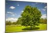 Large Single Maple Tree on Sunny Summer Day in Green Field with Blue Sky-elenathewise-Mounted Photographic Print