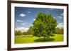 Large Single Maple Tree on Sunny Summer Day in Green Field with Blue Sky-elenathewise-Framed Photographic Print