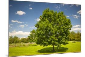 Large Single Maple Tree on Sunny Summer Day in Green Field with Blue Sky-elenathewise-Mounted Photographic Print