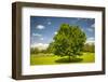 Large Single Maple Tree on Sunny Summer Day in Green Field with Blue Sky-elenathewise-Framed Photographic Print