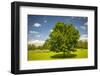 Large Single Maple Tree on Sunny Summer Day in Green Field with Blue Sky-elenathewise-Framed Photographic Print