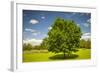 Large Single Maple Tree on Sunny Summer Day in Green Field with Blue Sky-elenathewise-Framed Photographic Print