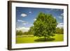 Large Single Maple Tree on Sunny Summer Day in Green Field with Blue Sky-elenathewise-Framed Photographic Print