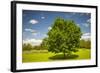 Large Single Maple Tree on Sunny Summer Day in Green Field with Blue Sky-elenathewise-Framed Photographic Print