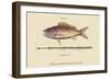 Large Snapper and Tobacco Pipe Fish-Mark Catesby-Framed Art Print