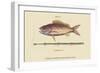 Large Snapper and Tobacco Pipe Fish-Mark Catesby-Framed Art Print