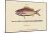 Large Snapper and Tobacco Pipe Fish-Mark Catesby-Mounted Art Print