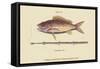 Large Snapper and Tobacco Pipe Fish-Mark Catesby-Framed Stretched Canvas