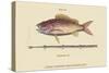 Large Snapper and Tobacco Pipe Fish-Mark Catesby-Stretched Canvas