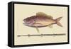 Large Snapper and Tobacco Pipe Fish-Mark Catesby-Framed Stretched Canvas