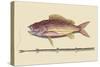 Large Snapper and Tobacco Pipe Fish-Mark Catesby-Stretched Canvas