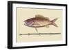 Large Snapper and Tobacco Pipe Fish-Mark Catesby-Framed Art Print