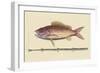 Large Snapper and Tobacco Pipe Fish-Mark Catesby-Framed Art Print