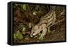 Large- Spotted Genet-null-Framed Stretched Canvas