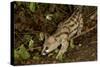 Large- Spotted Genet-null-Stretched Canvas
