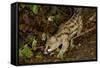 Large- Spotted Genet-null-Framed Stretched Canvas