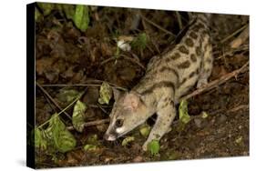 Large- Spotted Genet-null-Stretched Canvas