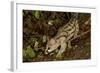 Large- Spotted Genet-null-Framed Photographic Print