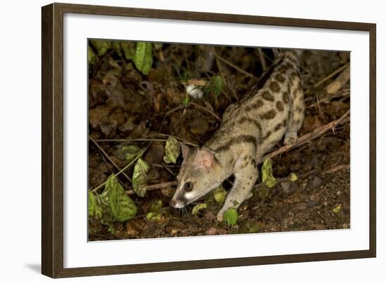 Large- Spotted Genet-null-Framed Photographic Print