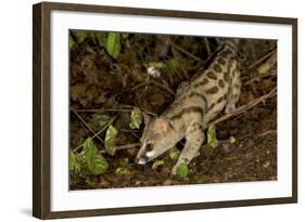 Large- Spotted Genet-null-Framed Photographic Print