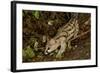 Large- Spotted Genet-null-Framed Photographic Print