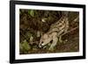 Large- Spotted Genet-null-Framed Photographic Print