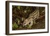 Large- Spotted Genet-null-Framed Photographic Print