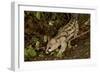 Large- Spotted Genet-null-Framed Photographic Print