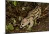 Large- Spotted Genet-null-Mounted Photographic Print